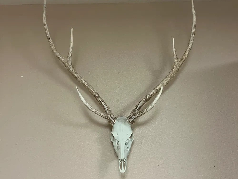 Layered Bone Co. 3D printed axis deer Euro skull