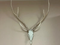 Axis Deer Euro