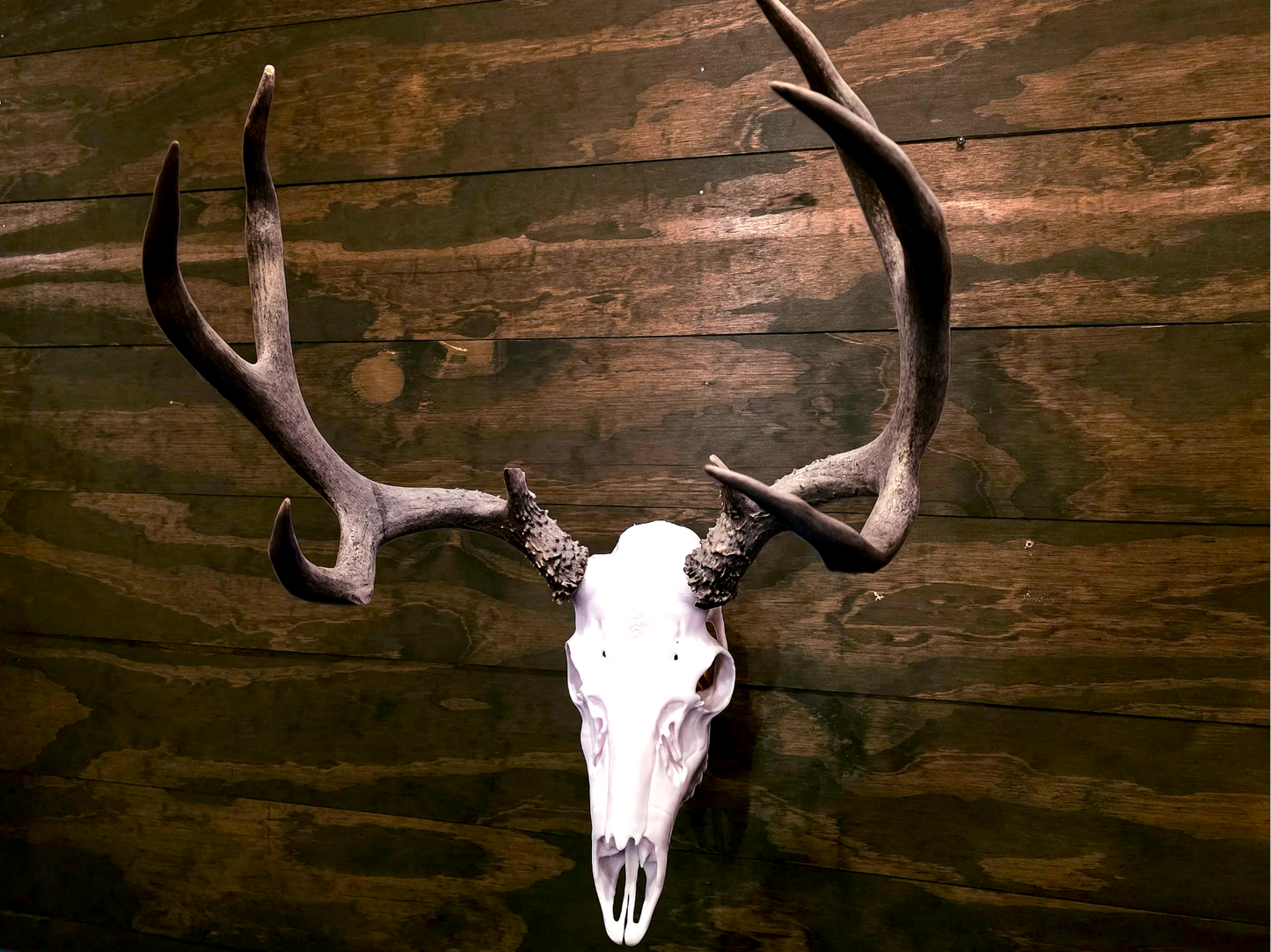 Layered Bone Co. 3D printed mule deer Euro skull
