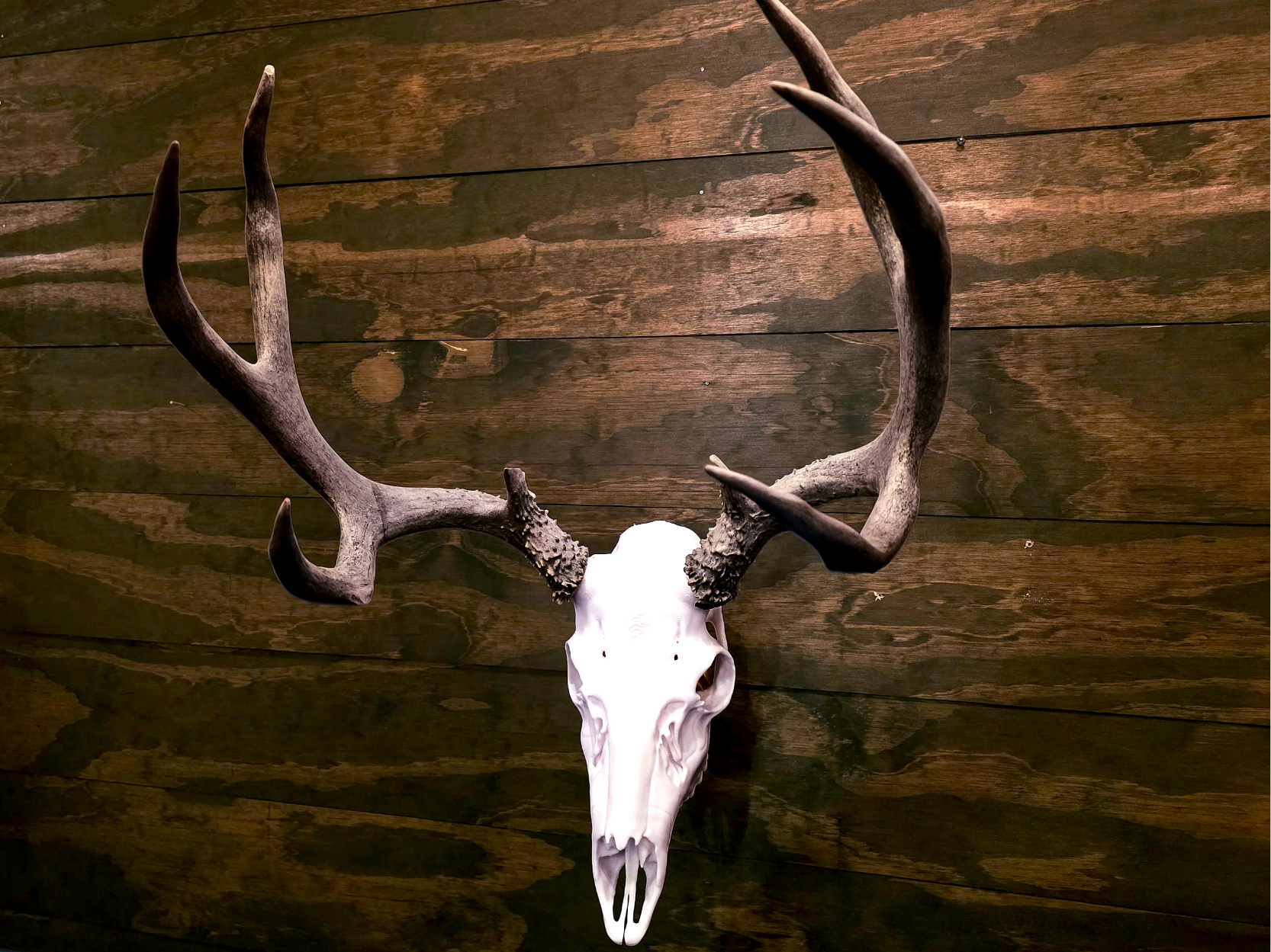 Layered Bone Co. 3D printed mule deer Euro skull