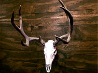 Mule Deer Euro