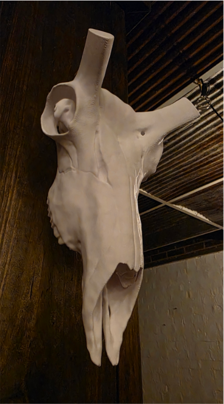 Layered Bone Co. 3D printed pronghorn Euro skull