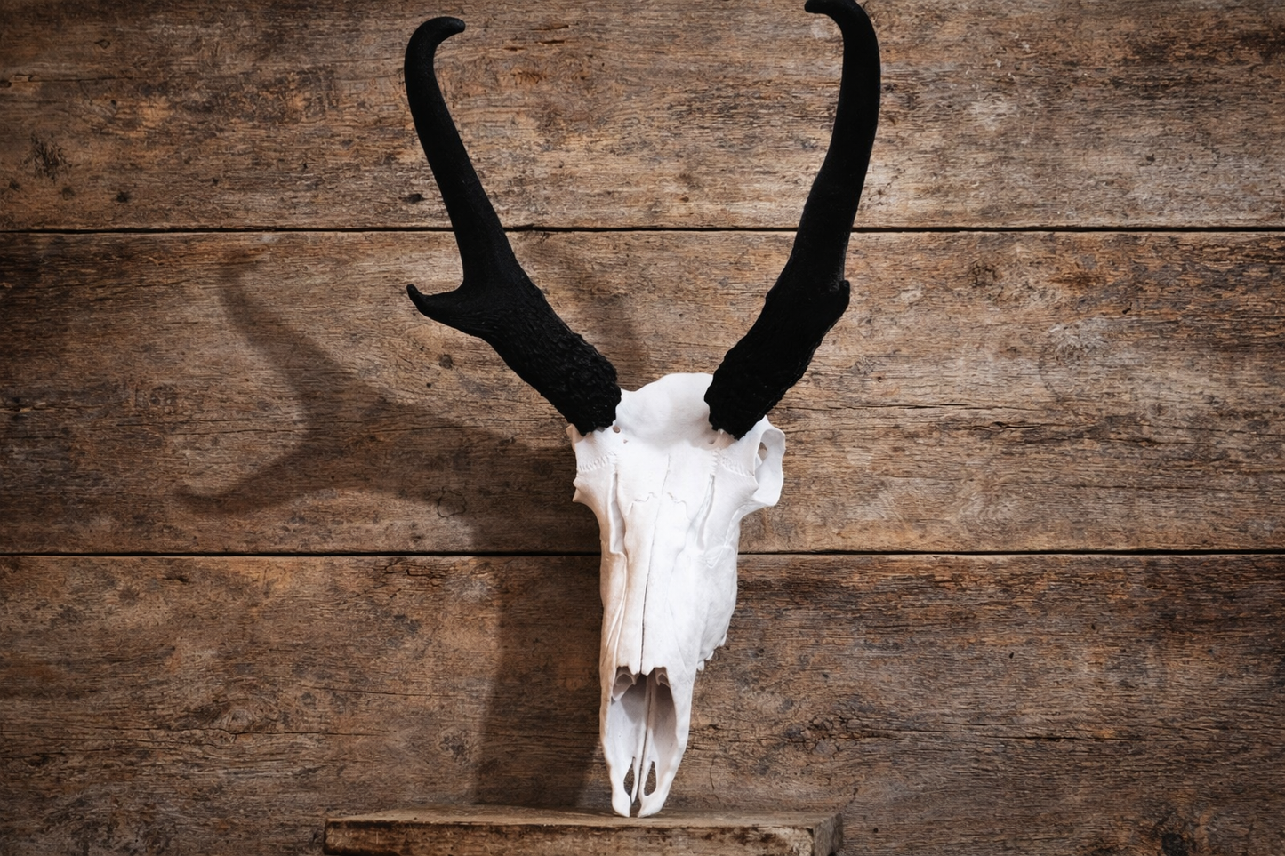 Layered Bone Co. 3D printed pronghorn Euro skull