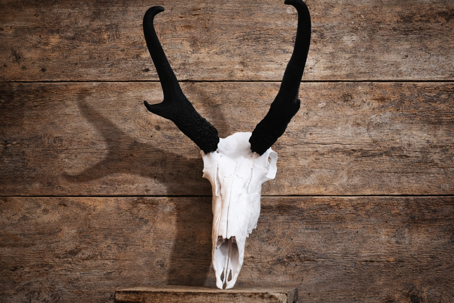 Layered Bone Co. 3D printed pronghorn Euro skull